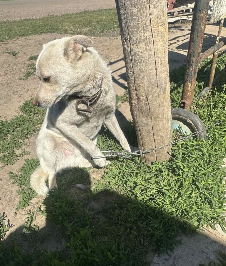 Пружанские спасатели помогли собаке, лапа которой застряла в карабине цепи