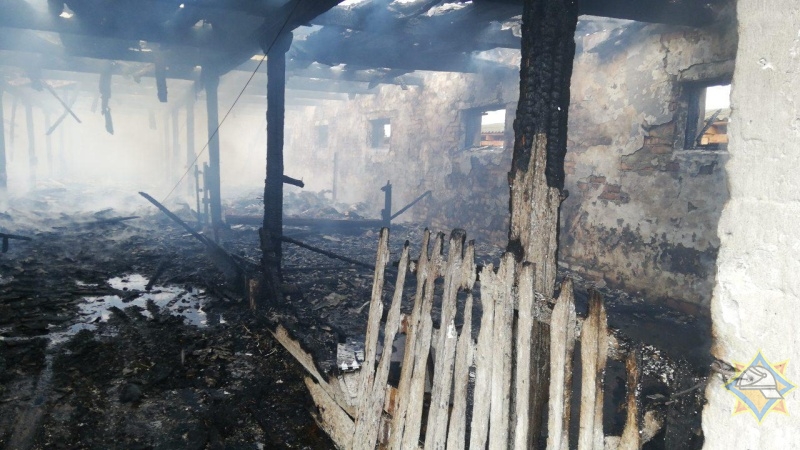 Во время пожара в Столинском районе погибли 36 телят